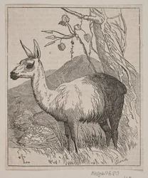 Een lama