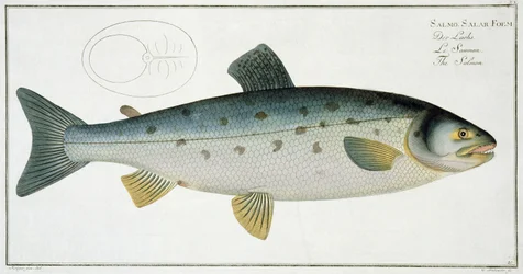 Zalm (Salmo Salar) plaat XX uit 
