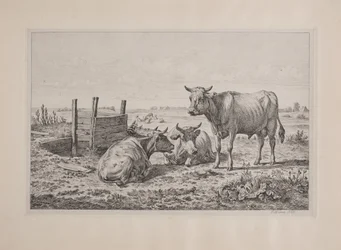Een stier en twee koeien