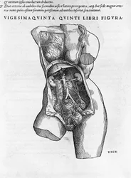 Anatomisch bord van een vrouwelijk buste. Gravure in 