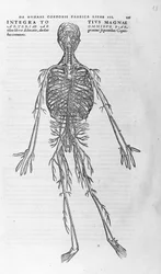 Andrea Vesalio (1514 - 1564), arts van Karel V. “Humani corporis fabrica libri septem”, Basel 1543.