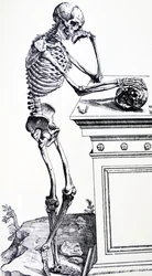 Menselijk Skelet met Schedel in de Hand. Uit "De Humani Corporis Fabrica" van Vesalius. Mogelijke Houtsnijder: Jan van Calcar
