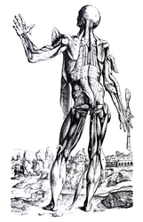 De Platen uit het Tweede Boek van de De Humani Corporis Fabrica