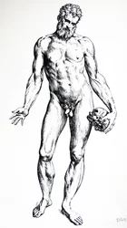 De platen uit het zevende boek van de De Humani Corporis Fabrica