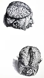 De platen uit het zevende boek van de De Humani Corporis Fabrica