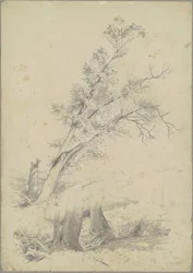 Bomen, Hudson