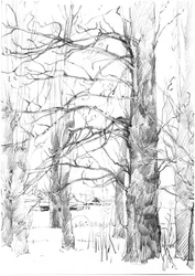 Schets van winterbomen