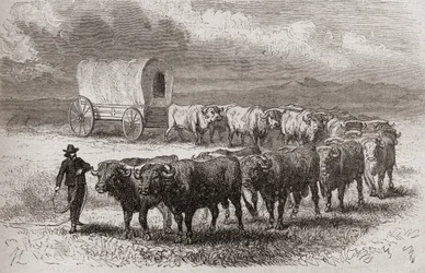 Rijden met ossen over de grote vlaktes van Amerika in 1867, illustratie uit 