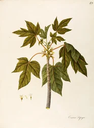 Papaja (Carica papaya), Caricaceae, warm kasboom met blijvende bladeren, gekweekt voor zijn vrucht, afkomstig uit tropisch Amerika