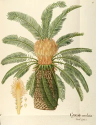Sagopalm (Cycas revoluta Thunb), Cycadaceae