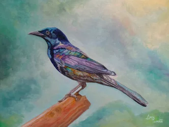 Iriserende zittende vogel