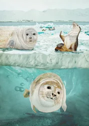 Zegels boven en onder