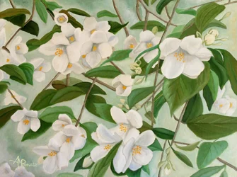 Witte jasmijnbloemen