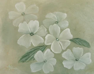 Witte primula