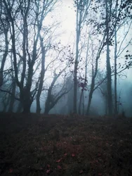 Donkere, mistige bossen