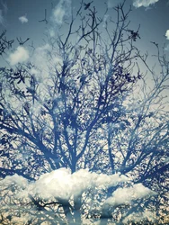 Dromerige bomen tegen een blauwe lucht