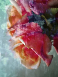 Dromerige roze rozen