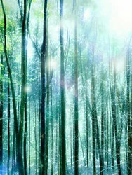 Licht in het Betoverde Bos