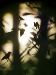 Etherische vogels in de schaduw