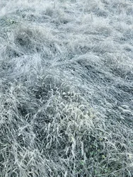 Beslagen wintergras