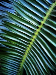 Weelderig palmbladpatroon