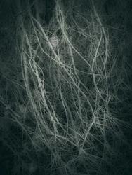 Het mysterieuze woudknoopwerk