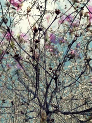 Roze en witte lentebloesems