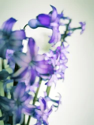 Zachtpaarse bloemen