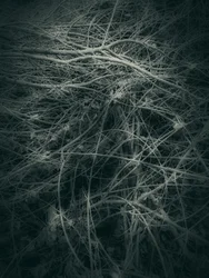 Tangled Branches – Samenvatting