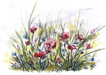 Kleurrijke papaverweide