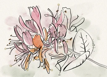 Zachte kamperfoeliebloemen