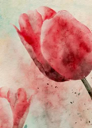 Levendige tulpen in aquarel