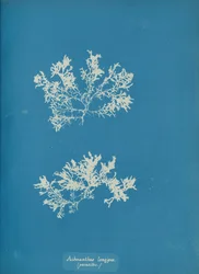 Achnanthes longipes, parasitair, ca. 1853