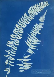 Asplenium Braziliense, Zuid-Amerika, ca. 1850