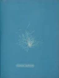 Ceramium diaphanum, ca. 1853