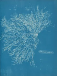 Ceramium rubrum, ca. 1853