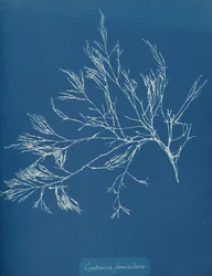 Cystoseira fæniculacea