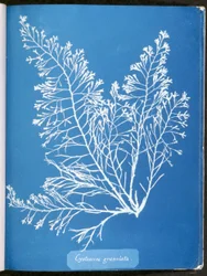 Cystoseira granulata, uit "Fotografieën van Britse algen: Cyanotype-impressies", gepubliceerd 1843-53