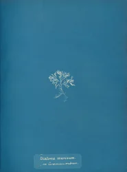 Diatoma marinum op Ceramium rubrum
