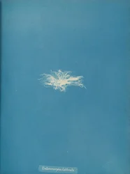 Enteromorpha clathrata