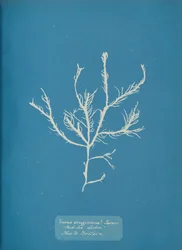 Fucus æruginosus Turner. Med. Zee Sisbon Nieuw voor Groot-Brittannië, ca. 1853