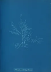 Gloisiphonia capillaris, ca. 1853