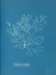 Griffithsia multifida, ca. 1853