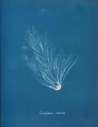 Griffithsia setacea, ca. 1853