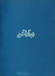 Padina deusta, ca. 1853