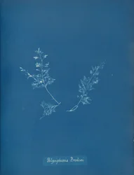 Polysiphonia Brodiæi, ca. 1853