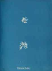 Schizonema Smithii, ca. 1853