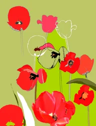 Tulp
