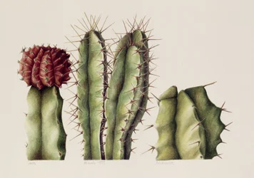 Cactussen, 1999