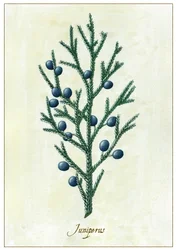 Juniperus, 2015